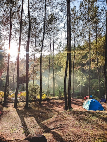 Sunlight filtering through tall trees onto a quiet campsite with neatly arranged gear and a peaceful atmosphere.