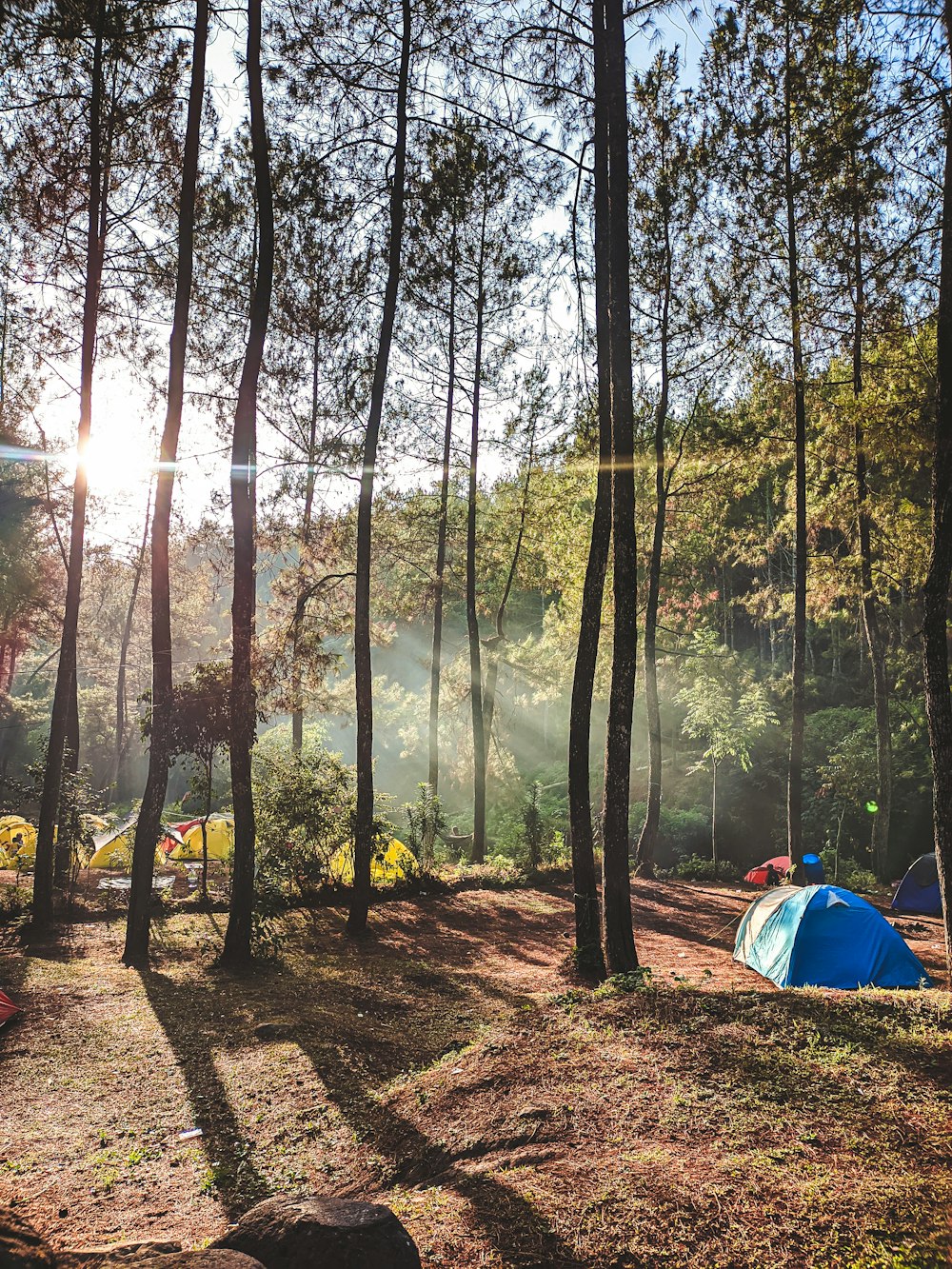 a tent pitched up in the middle of a forest