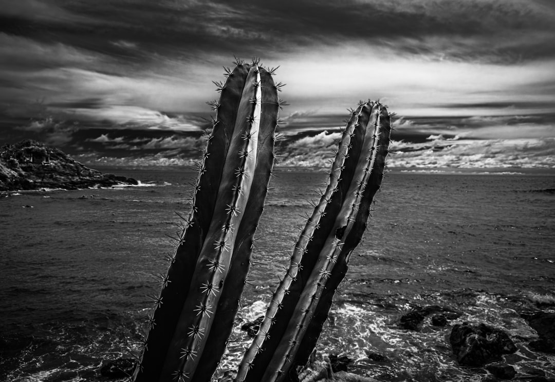 a black and white photo of two saguados in the water,
