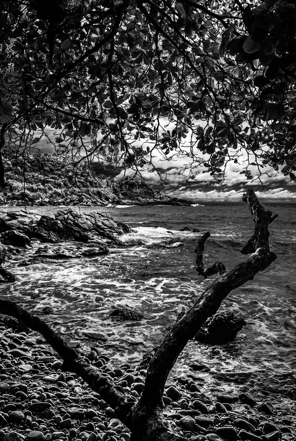 a black and white photo of a tree branch in the water