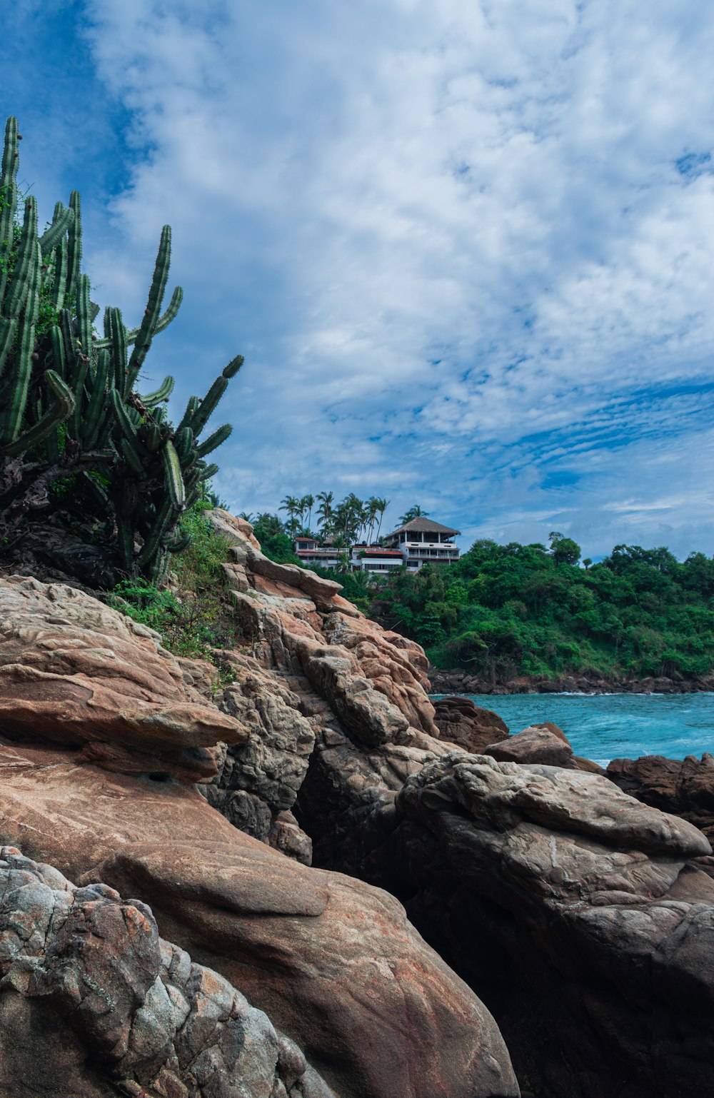 a large cactus sitting on top of a rock next to the ocean