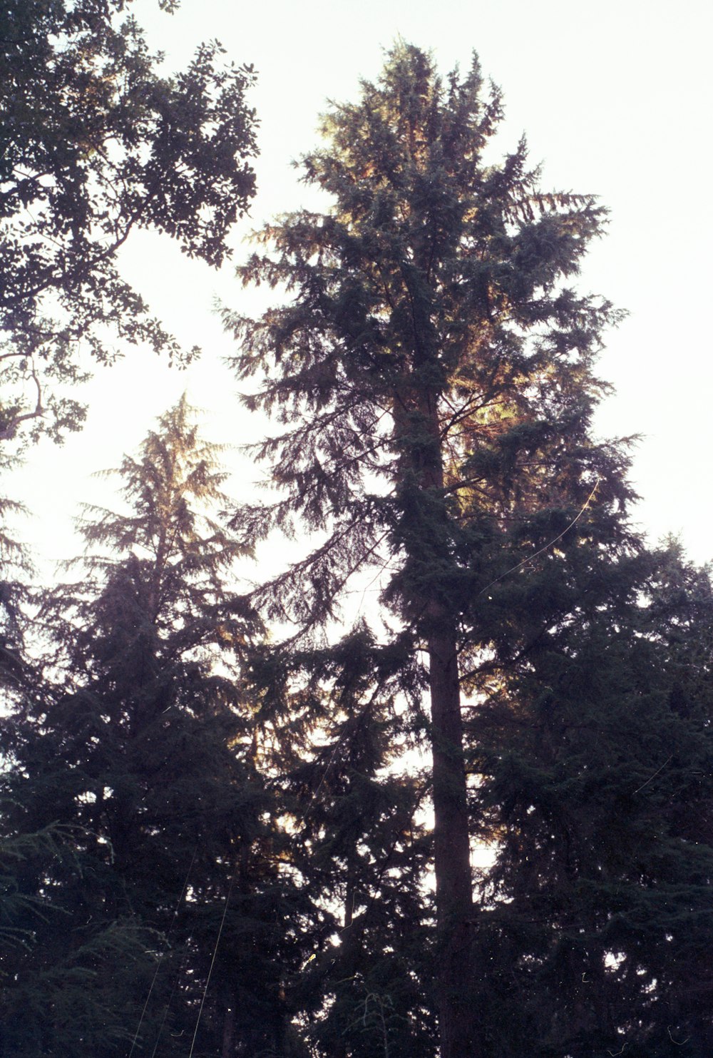 a group of people standing in a forest next to tall trees