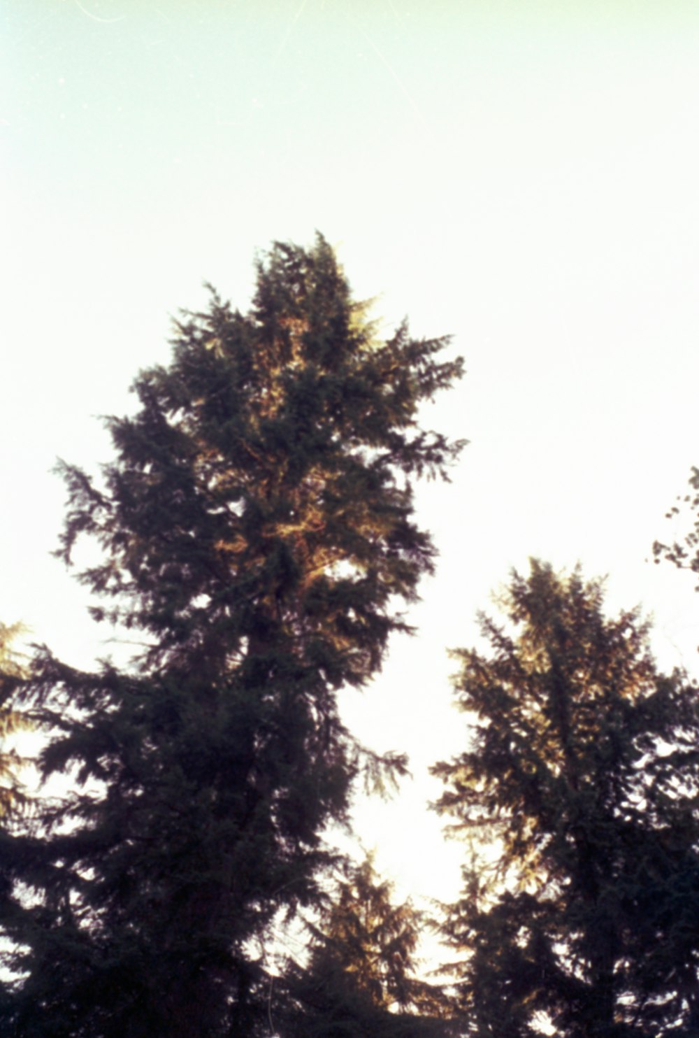 a man riding a skateboard down a street next to tall trees