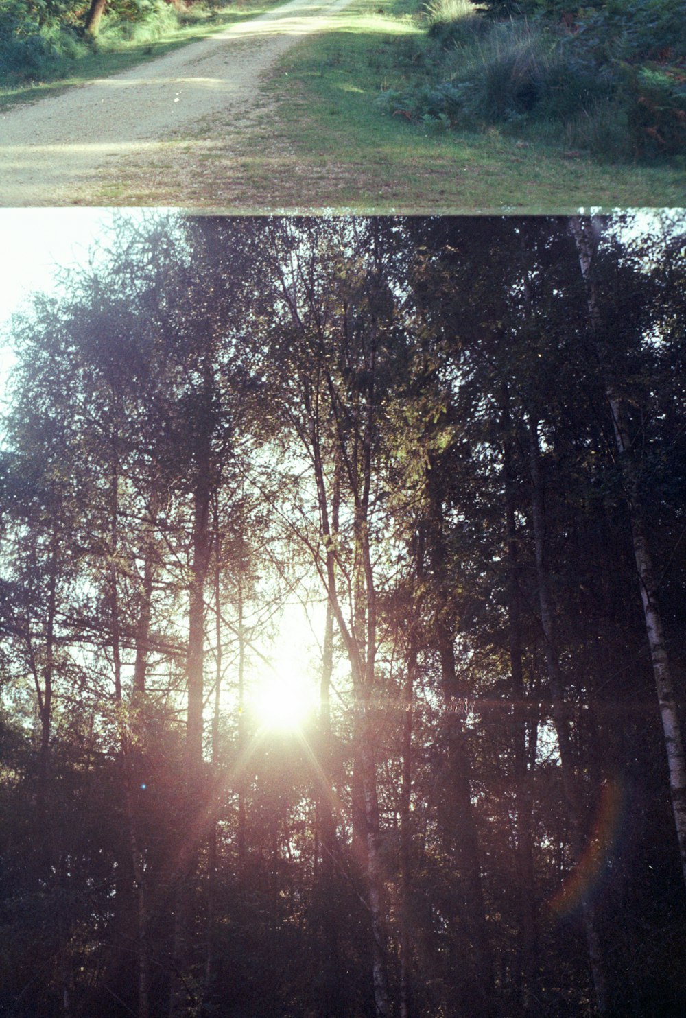 two pictures of a path in the woods