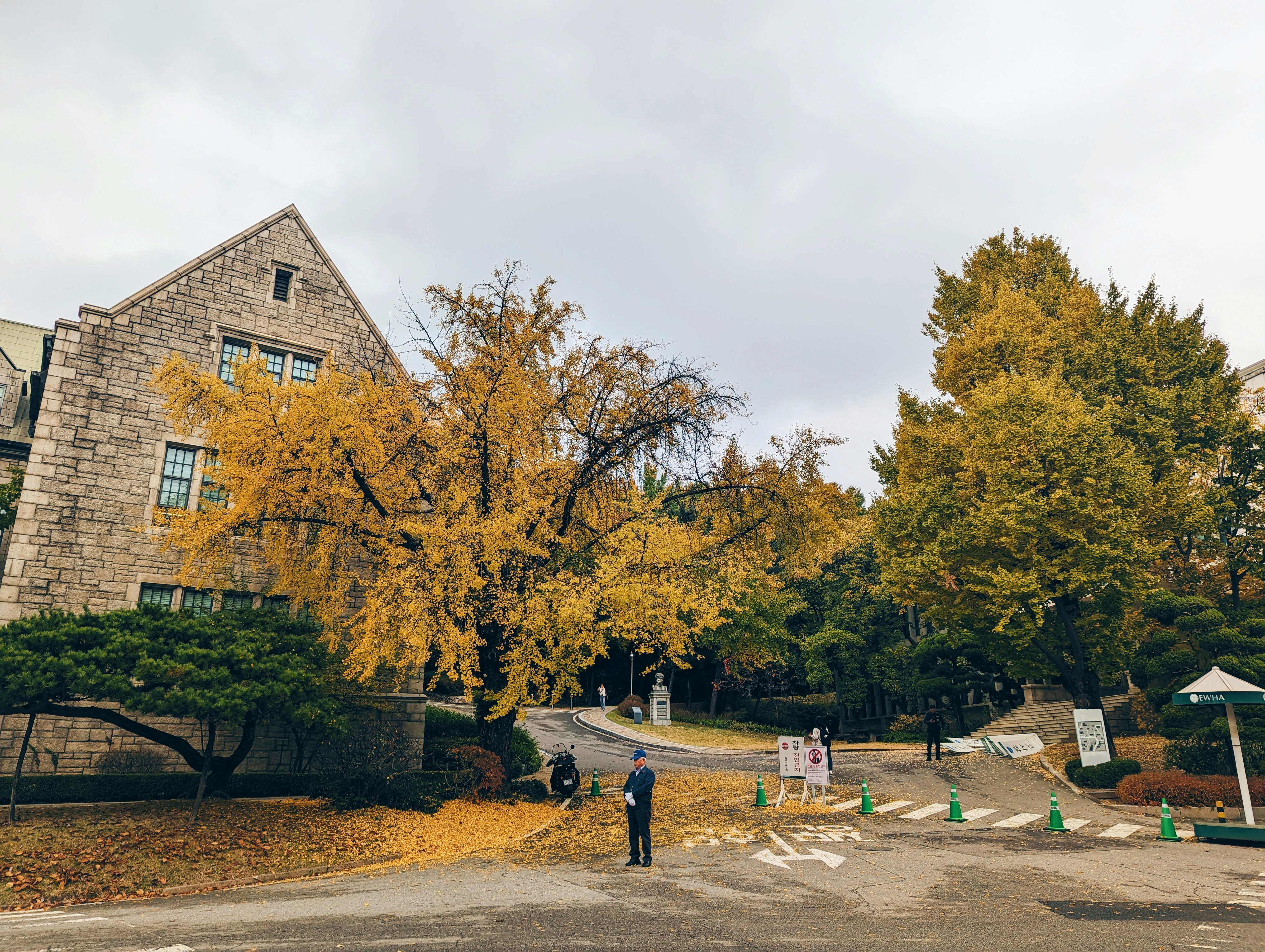 Ginkgo Trees: Ancient Witnesses to History (image credits: unsplash)