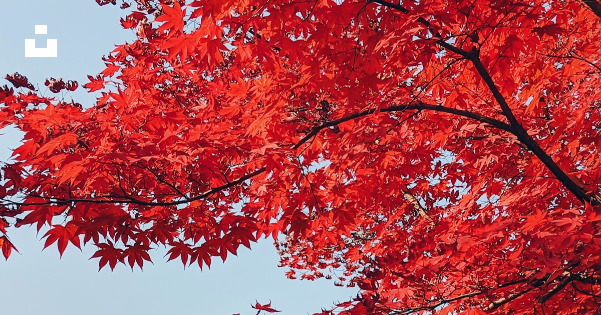 Un arbre avec des feuilles rouges devant un bâtiment photo – Image ...