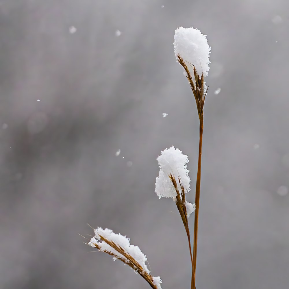a couple of snow covered plants in front of a cloudy sky
