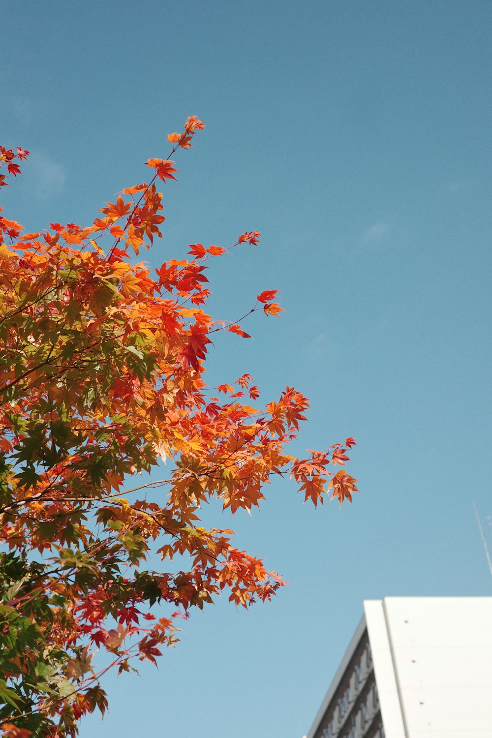 a tree with orange leaves in front of a building