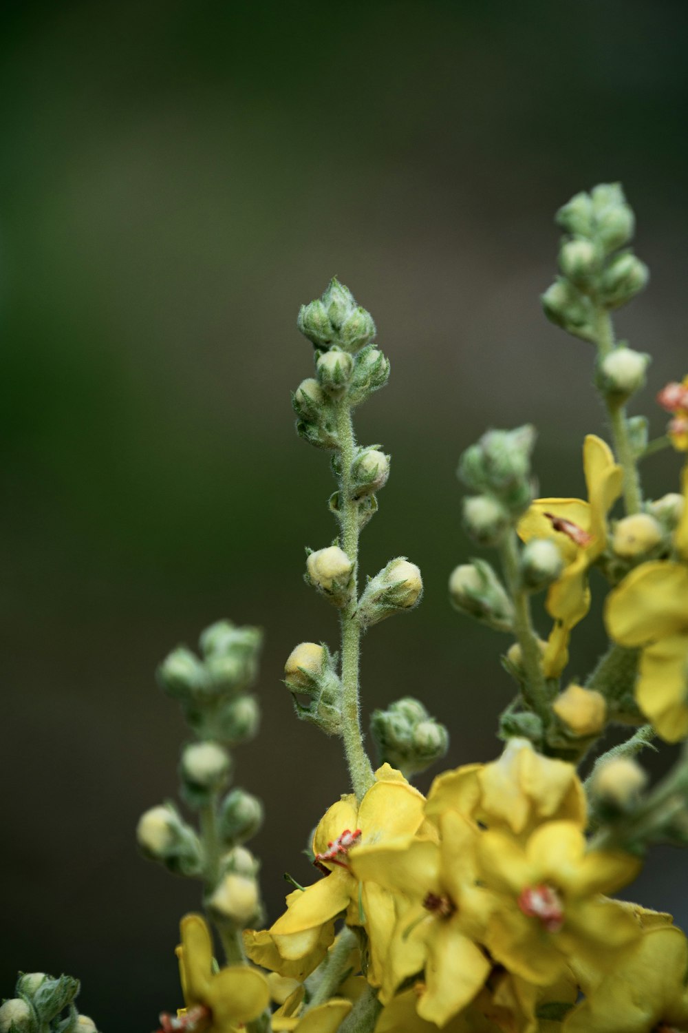 a close up of a yellow flower on a plant