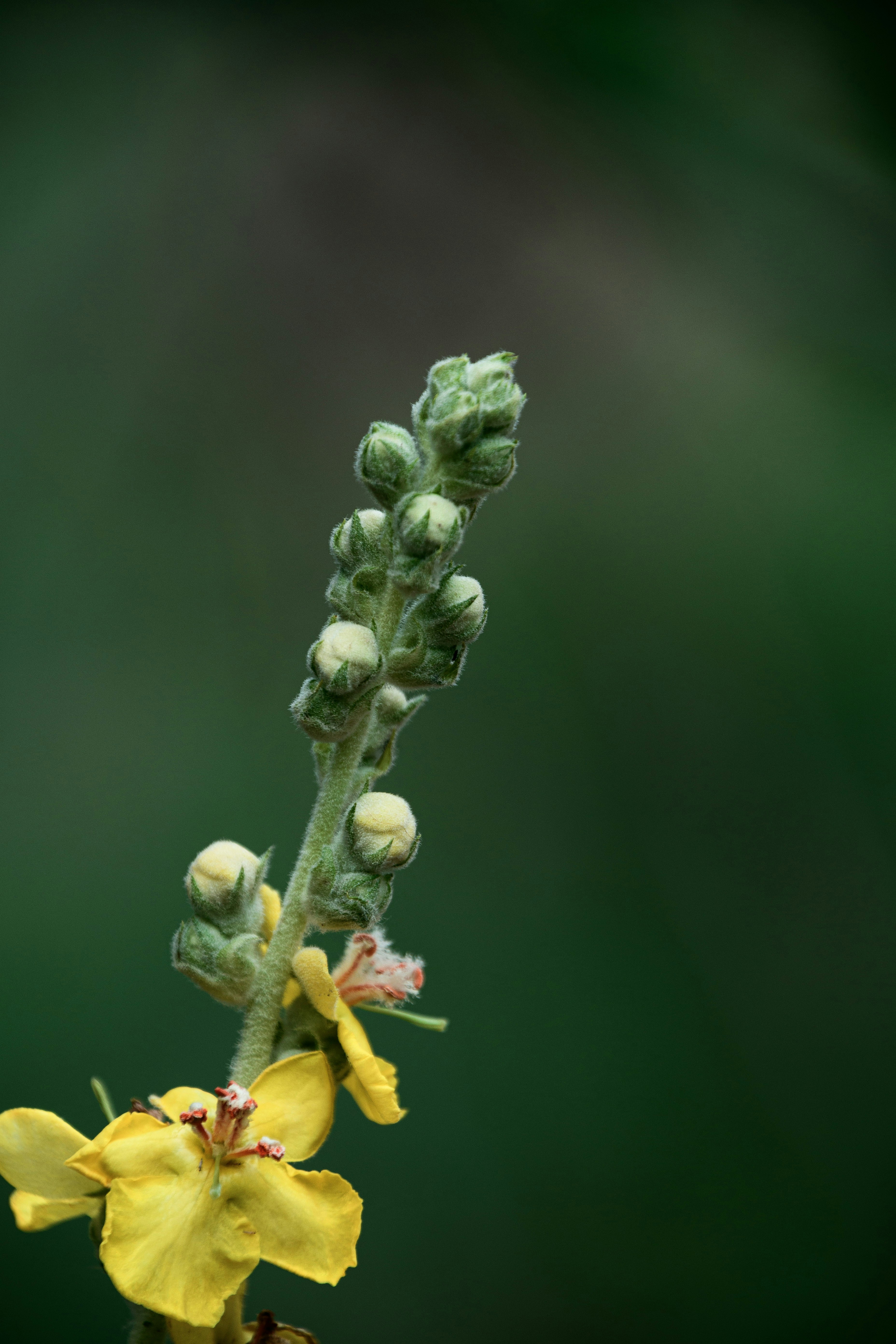 Consumption and Pairing Recommendations⁣ for Immediate ‌Effects