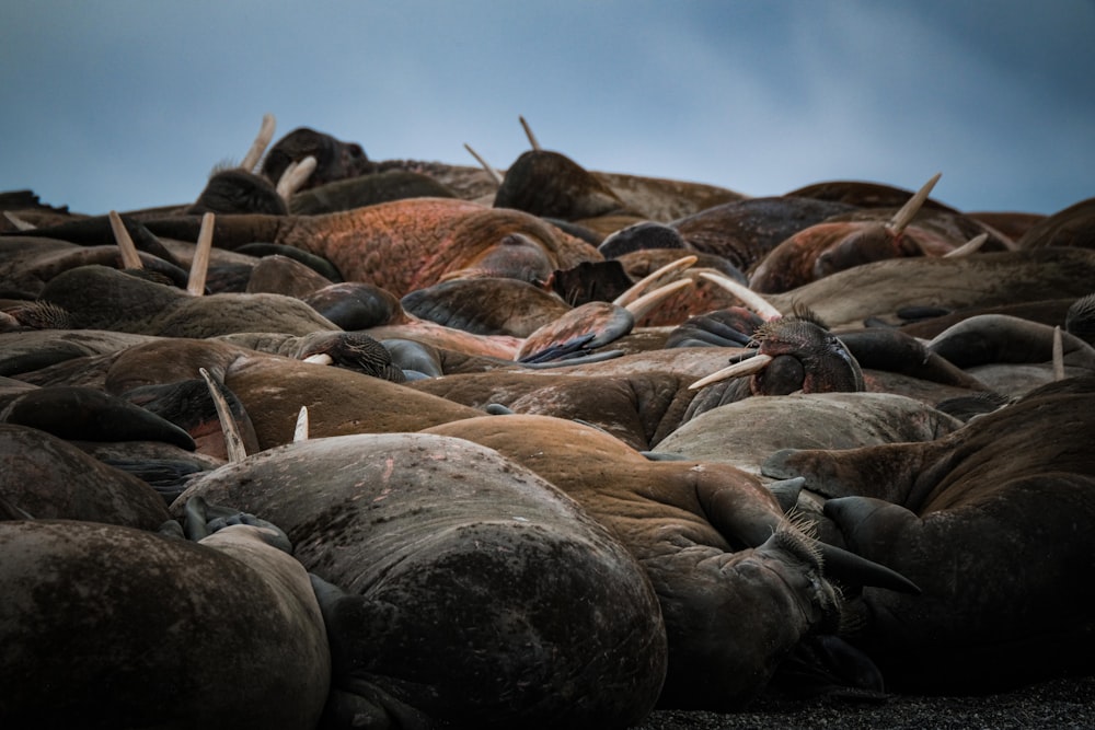 a large group of animals laying on top of each other