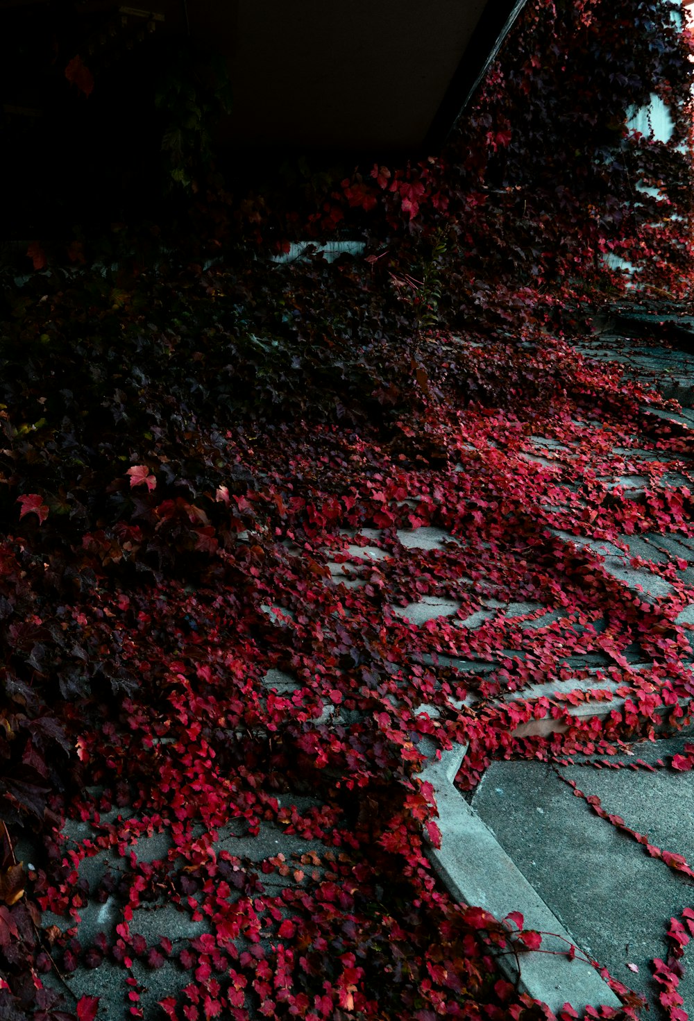 a pathway covered in red leaves next to a building