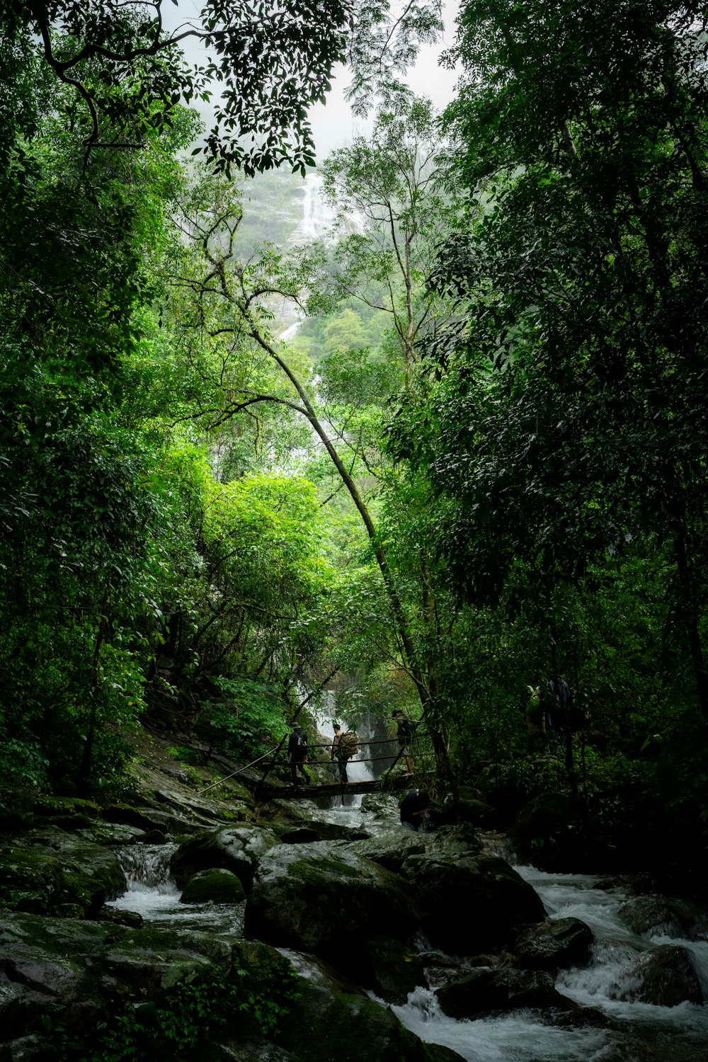 a river running through a lush green forest