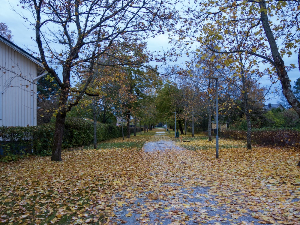 a path in a park with leaves on the ground