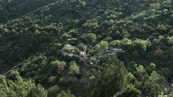 A lush, green landscape depicting a densely forested hillside with a modern building slightly visible among the trees. The setting is serene, with a variety of tree species covering the terrain, creating a vibrant textural pattern across the scene.