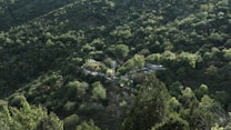 A lush, green landscape depicting a densely forested hillside with a modern building slightly visible among the trees. The setting is serene, with a variety of tree species covering the terrain, creating a vibrant textural pattern across the scene.