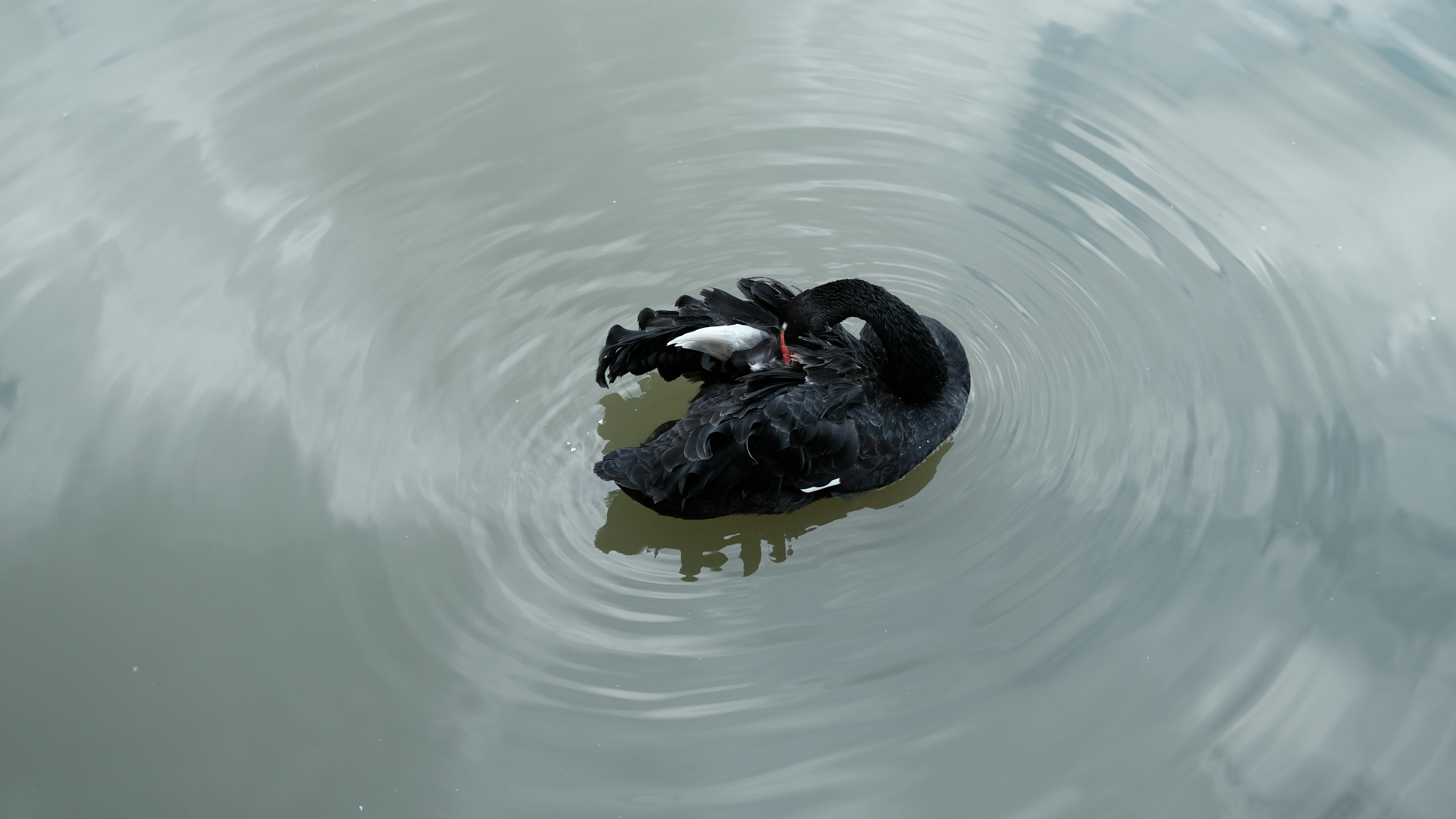 A black bird floating on top of a body of water photo – Free Outdoors ...