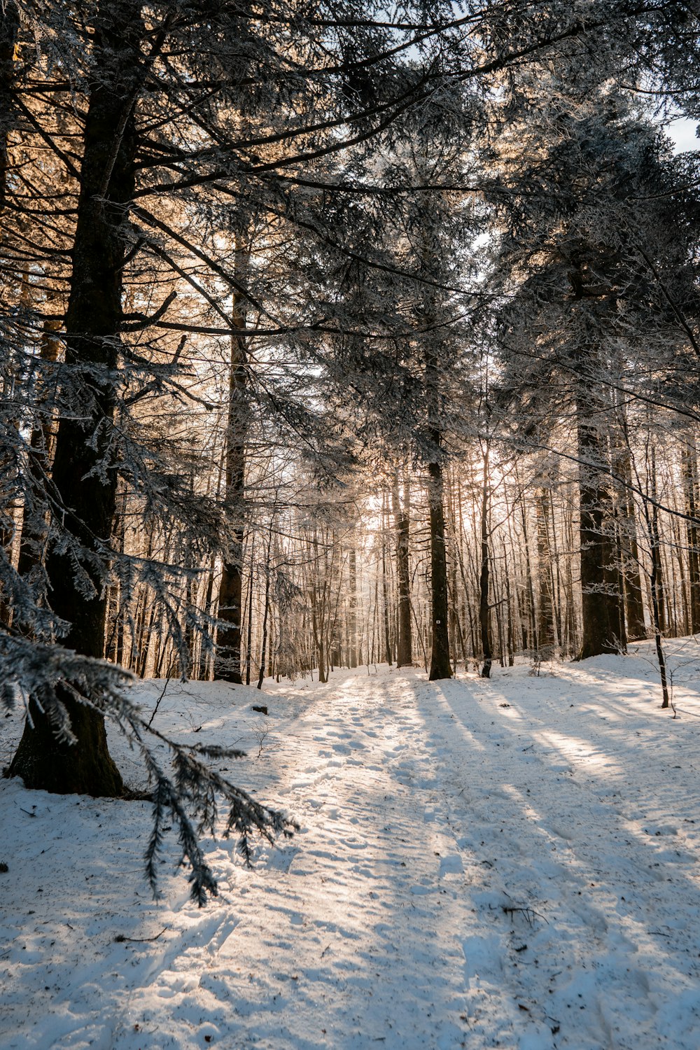 a path through a snow covered forest with lots of trees