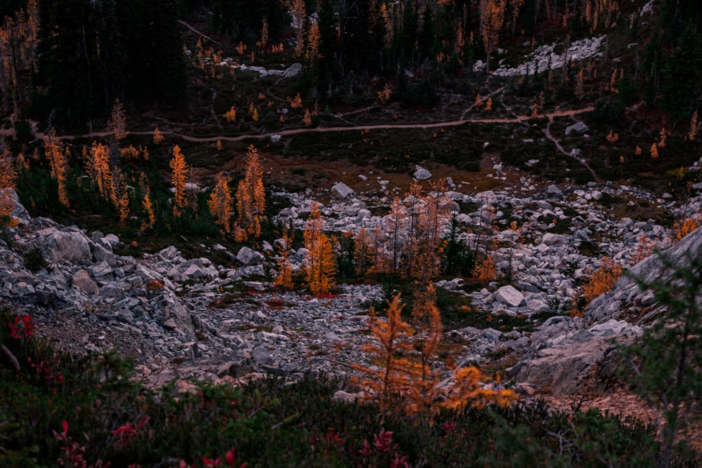 Un bosque lleno de árboles y rocas