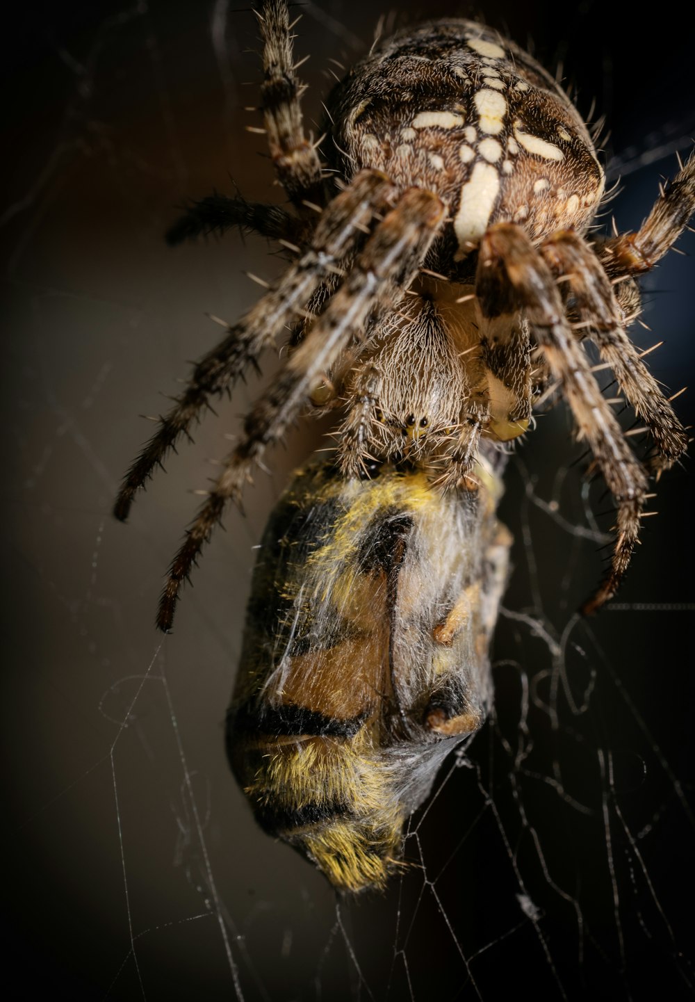 a close up of a spider on a web