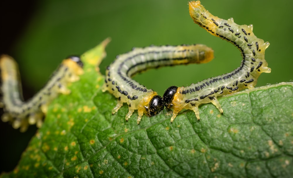 a couple of caterpillars are on a green leaf