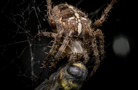 A close-up view of a spider with distinct patterns on its back, captured in the act of preying on an insect. The spider's hairy legs and intricate web are clearly visible. The background is dark, emphasizing the contrast between the spider and its surroundings.