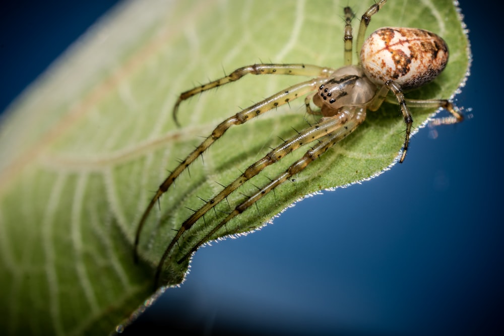 a close up of a spider on a leaf