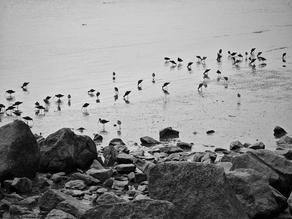 a flock of birds standing on top of a rocky beach