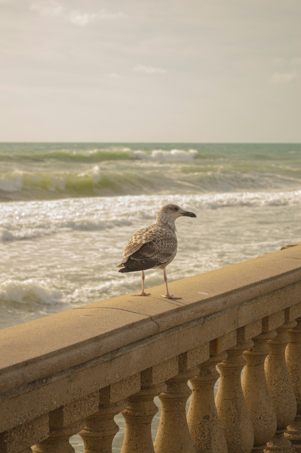 a seagull is standing on a railing near the ocean