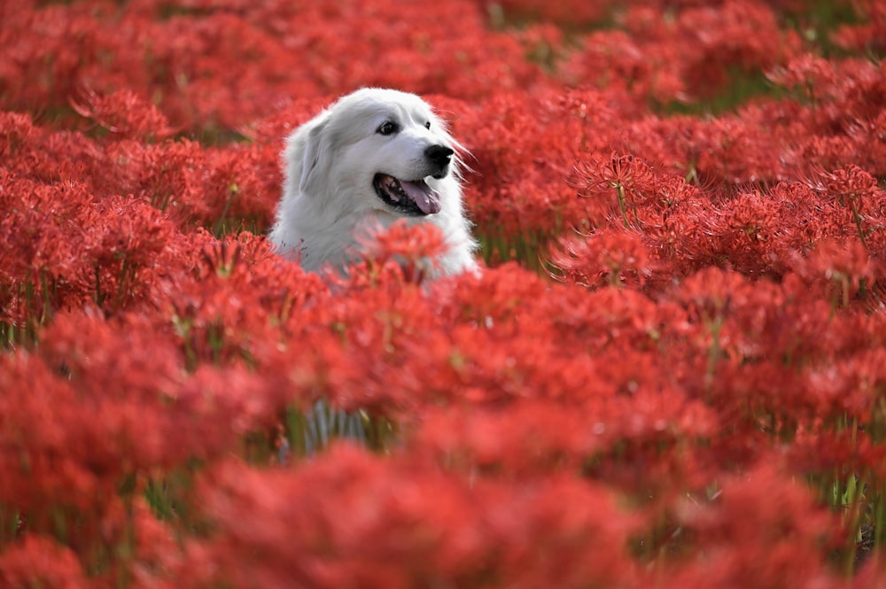 a white dog sitting in a field of red flowers