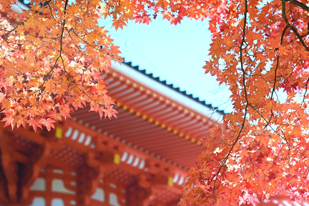 a close up of a tree with a building in the background