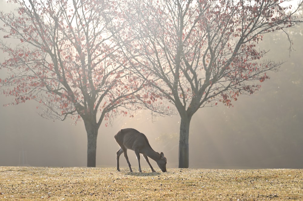 un cervo che pascola in un campo vicino a un albero