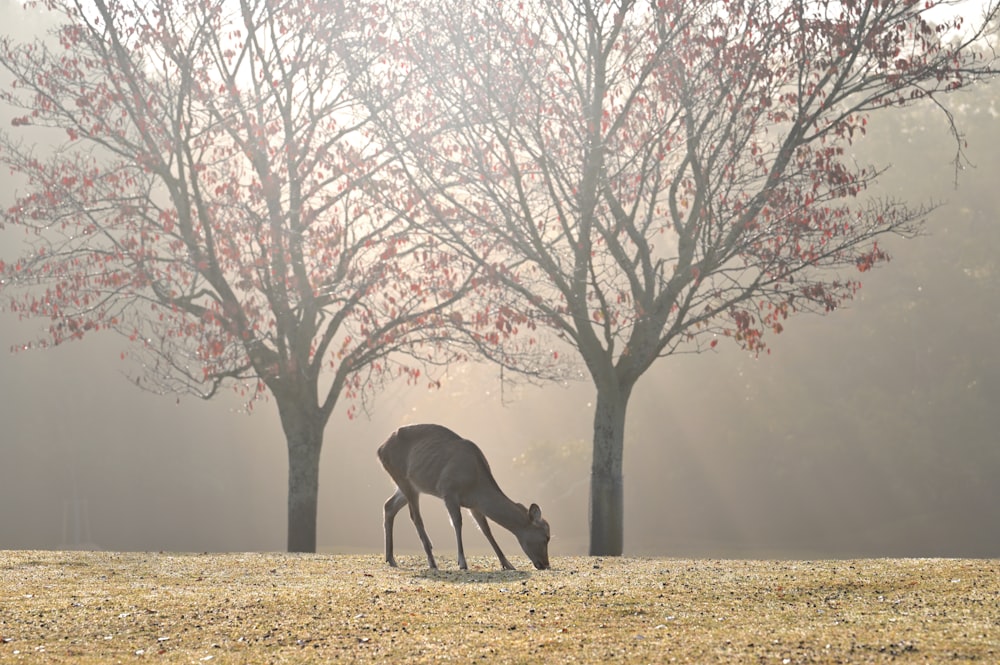 a deer grazing in a field next to a tree