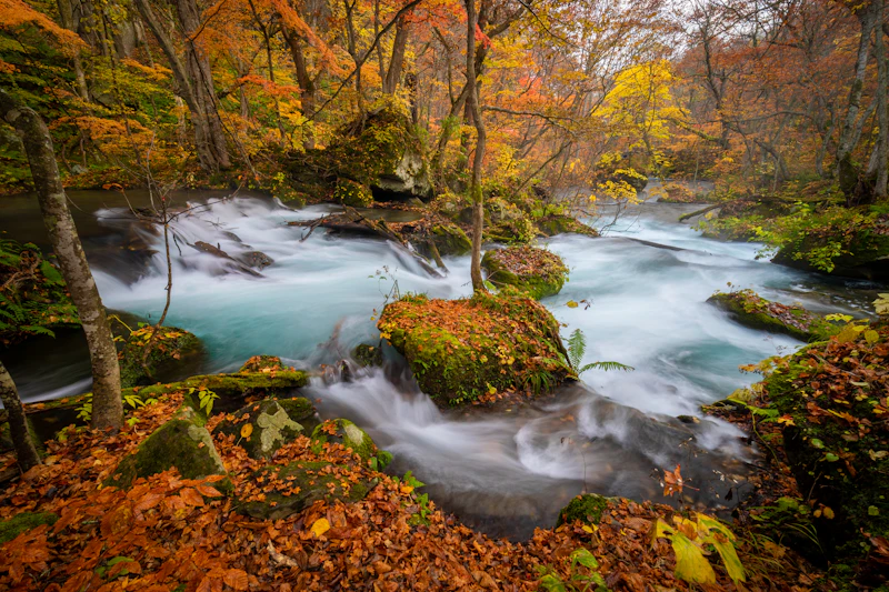 The Oirase Stream in Towada-Hachimantai National Park, Aomori Prefecture — the 14-kilometer forest walk that runs alongside the river
