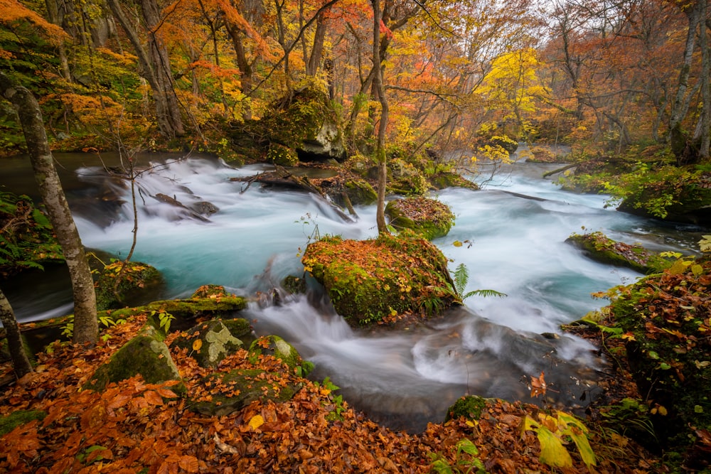 a river running through a lush green forest