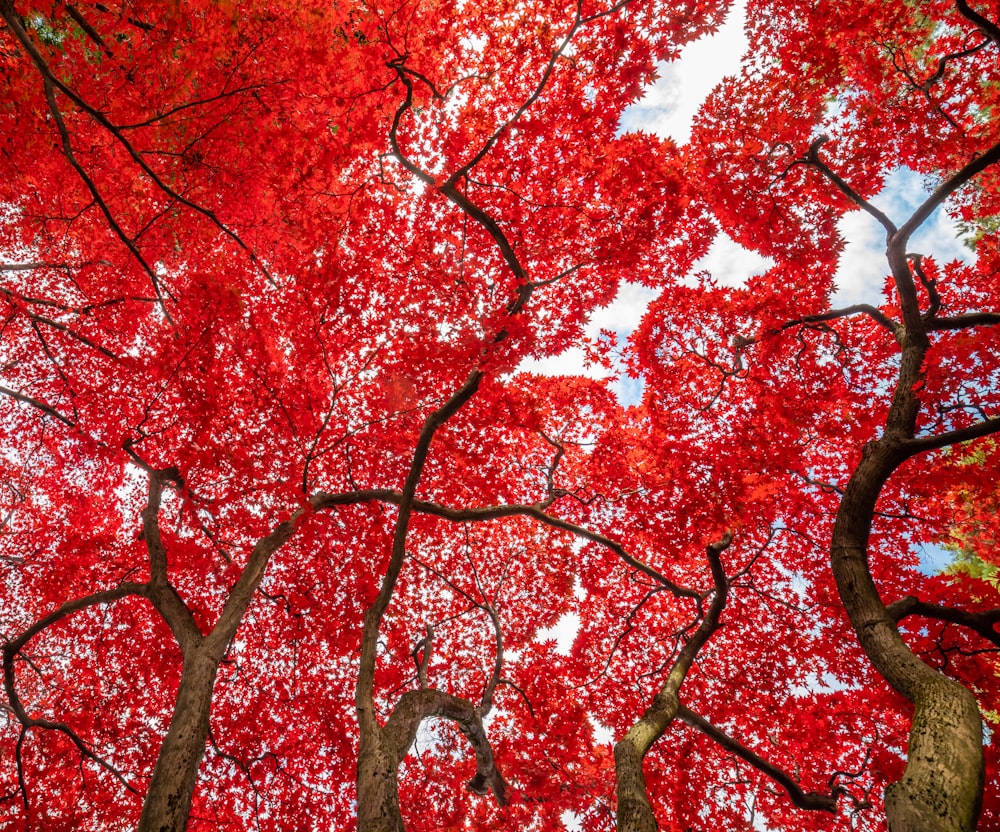 a red tree with lots of leaves on it