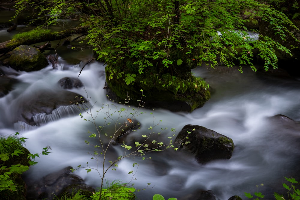 a stream running through a lush green forest