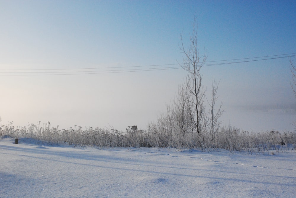 a snow covered field with trees and power lines