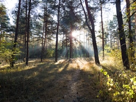 A serene forest scene with sunlight filtering through tall trees. The ground is covered with dry grass and foliage. The sun's rays create beautiful light and shadow patterns. A small animal, possibly a dog, can be seen walking along a path, adding a subtle touch of life to the tranquil environment.