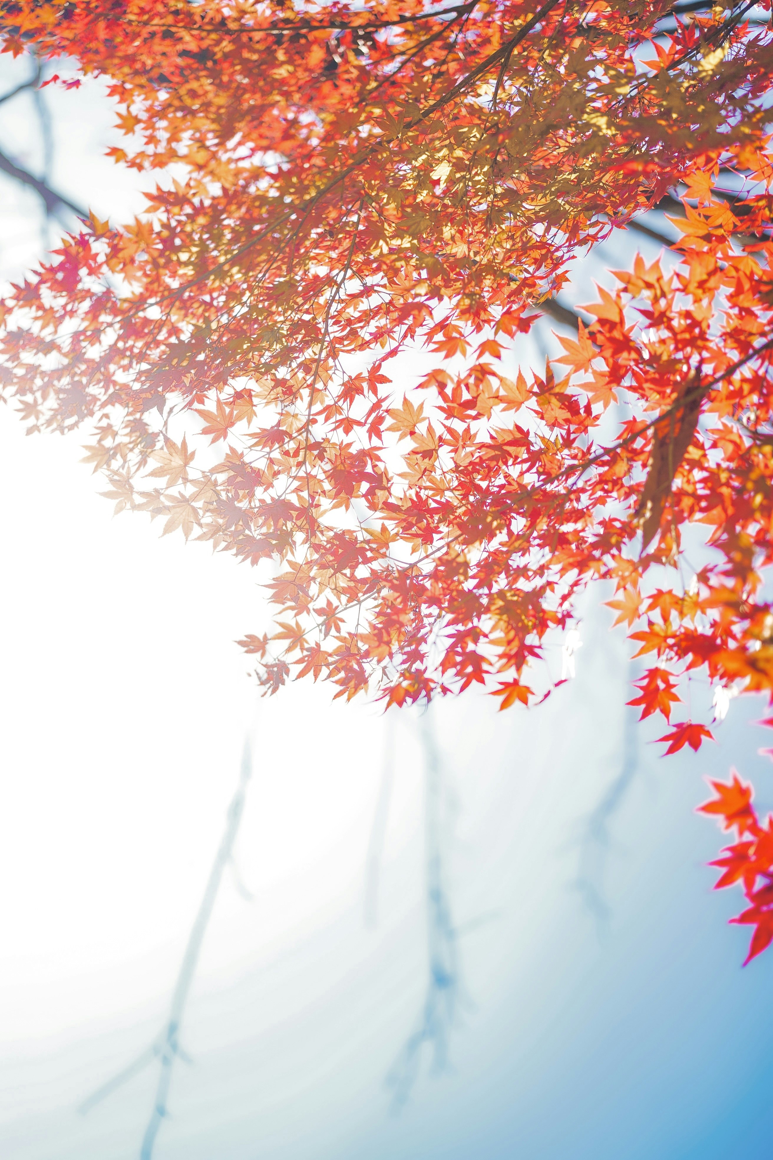 Photo by risascameraroll