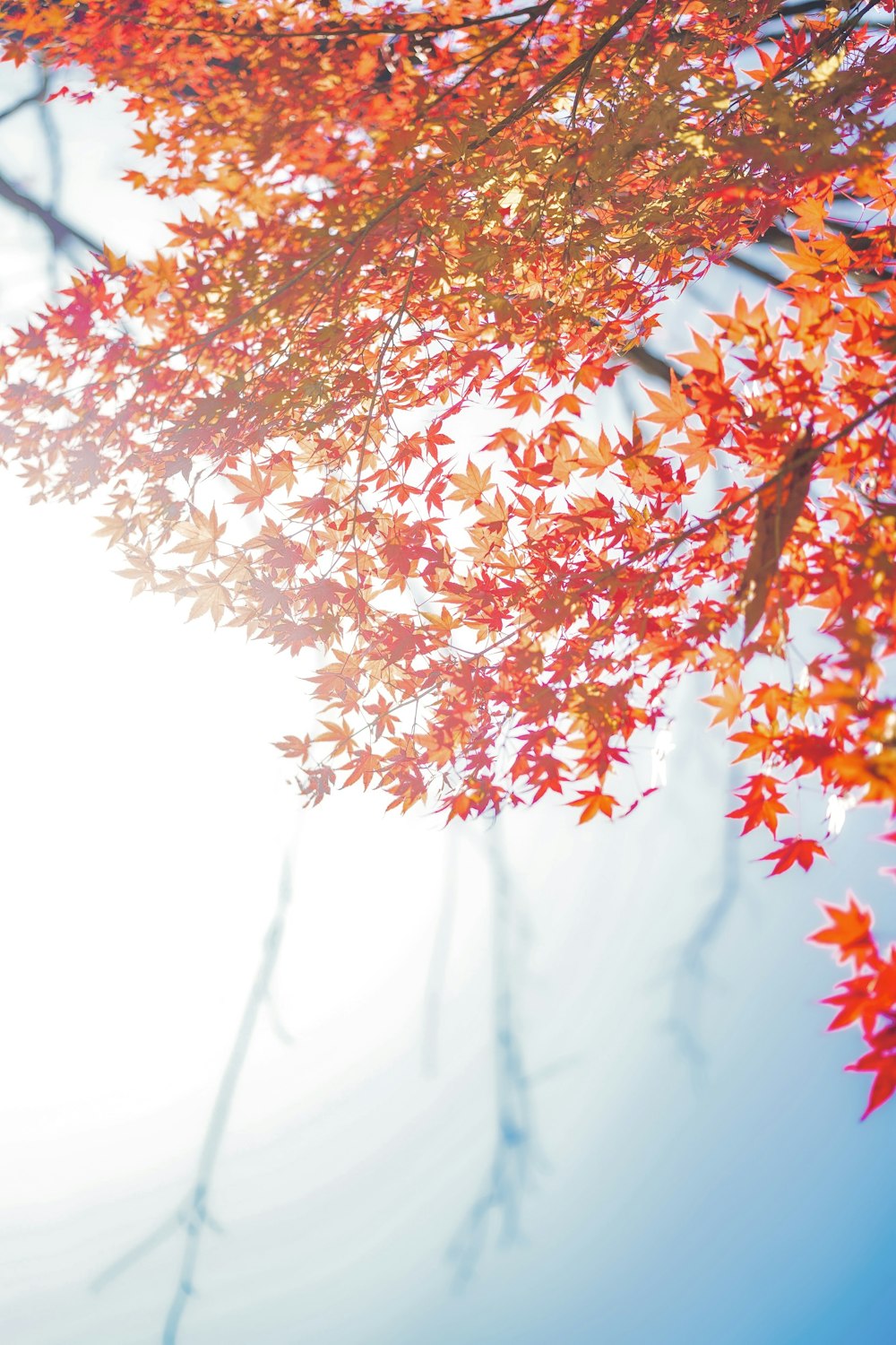 the sun shines through the leaves of a tree