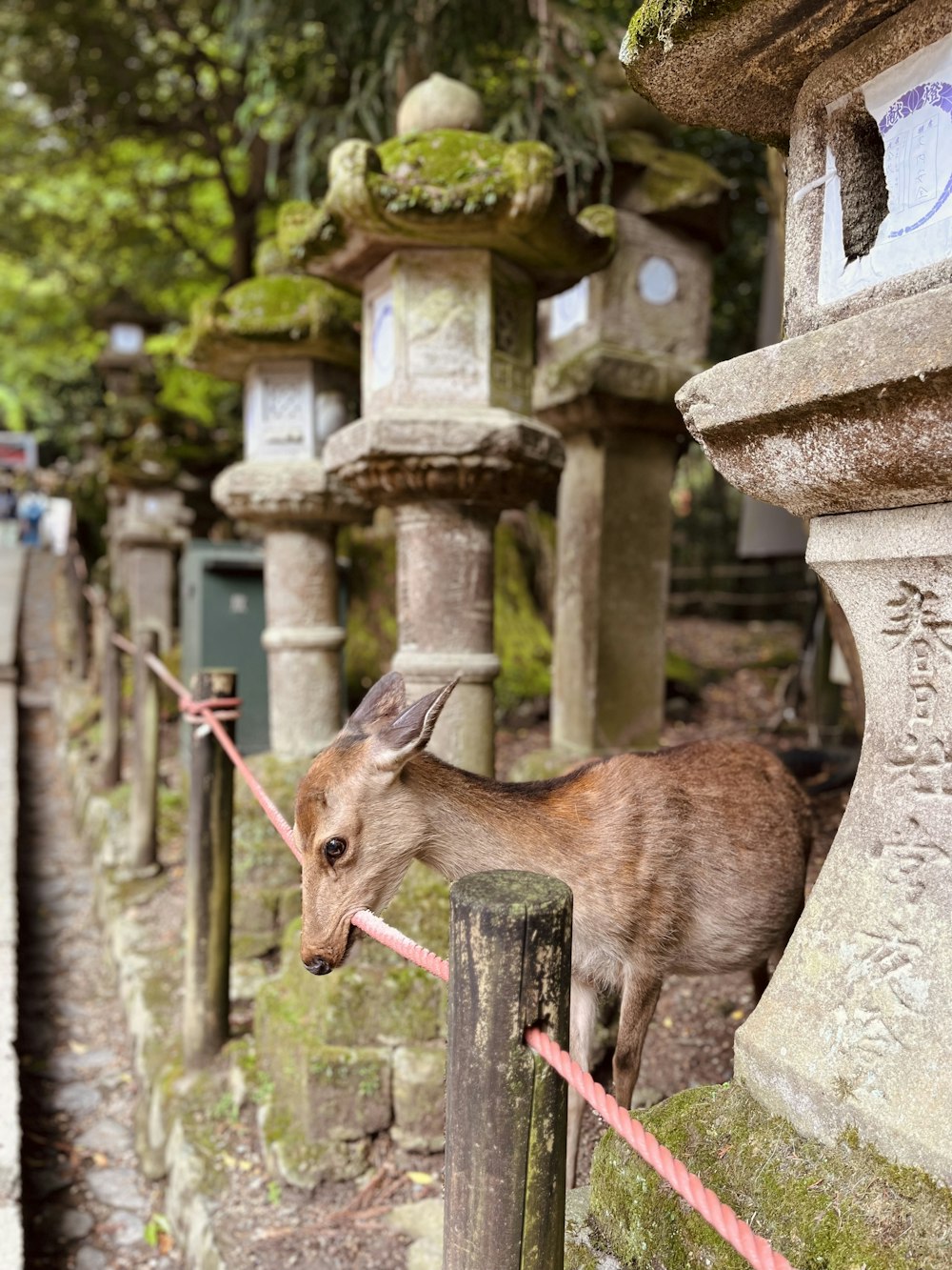 a small goat tied to a fence in a park