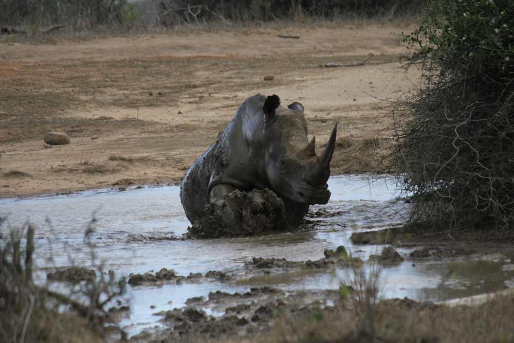 Um rinoceronte está na água com a cabeça na água