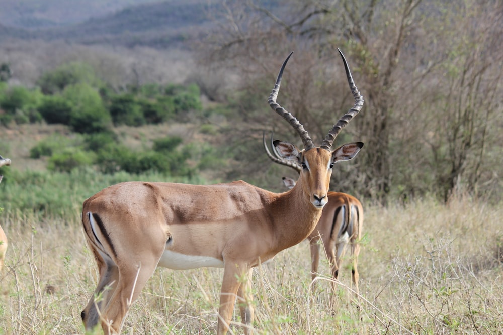 a couple of antelope standing on top of a grass covered field