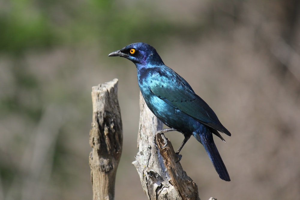 um pequeno pássaro azul empoleirado em um galho de árvore