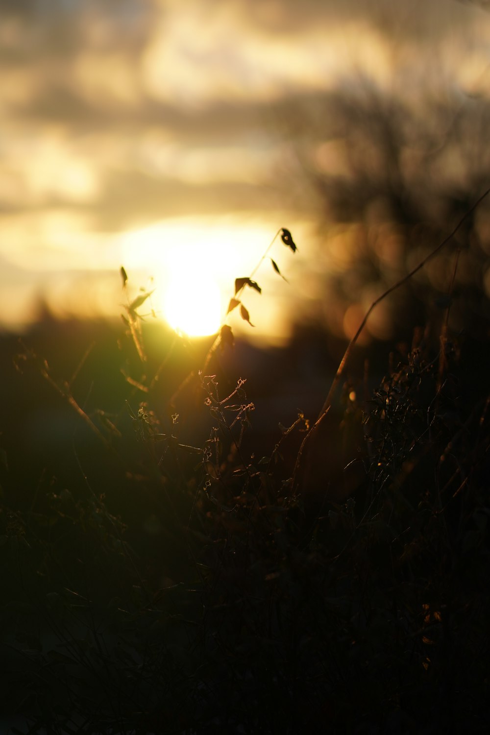 the sun is setting over a field of grass