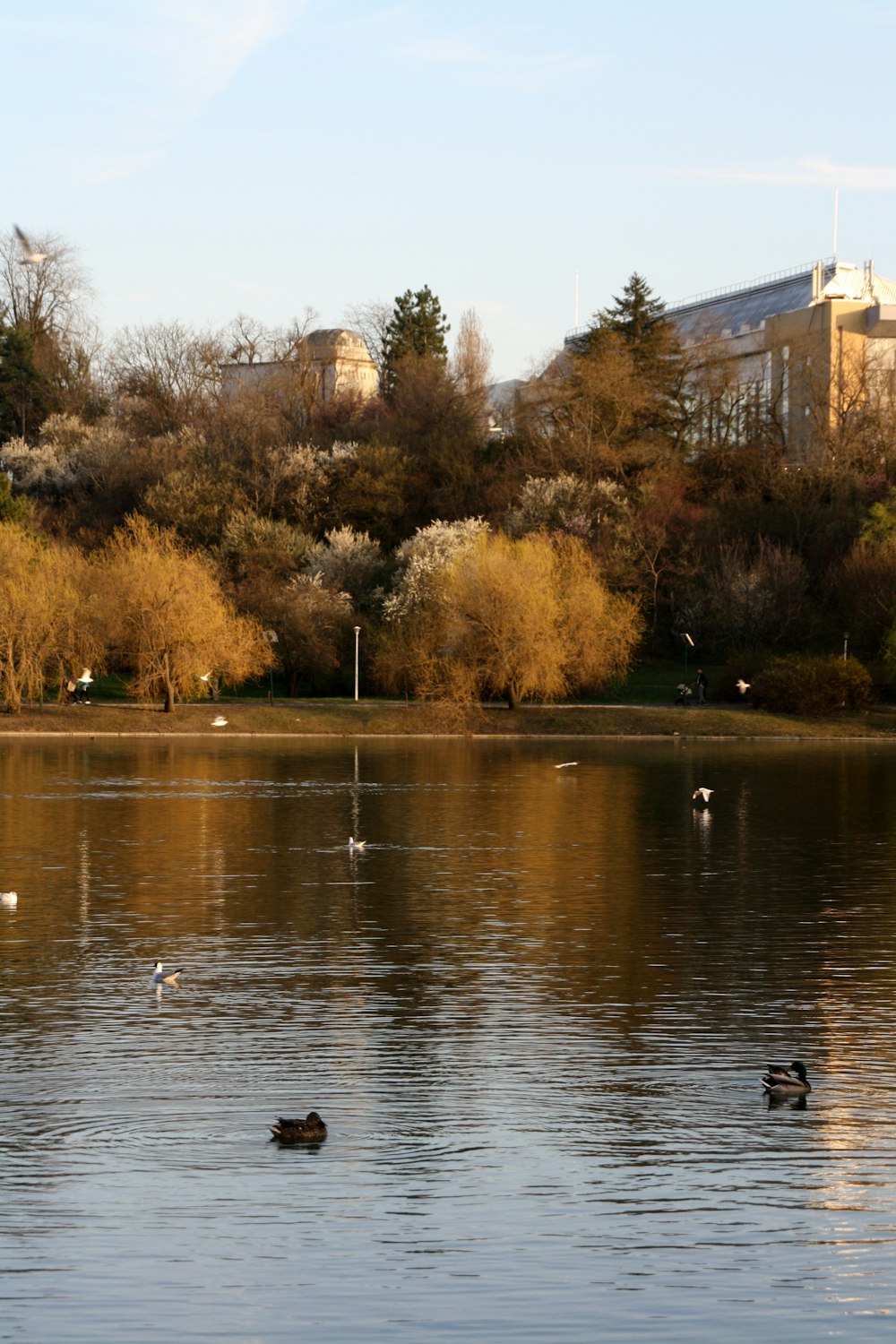 ducks swimming in a lake with a city in the background