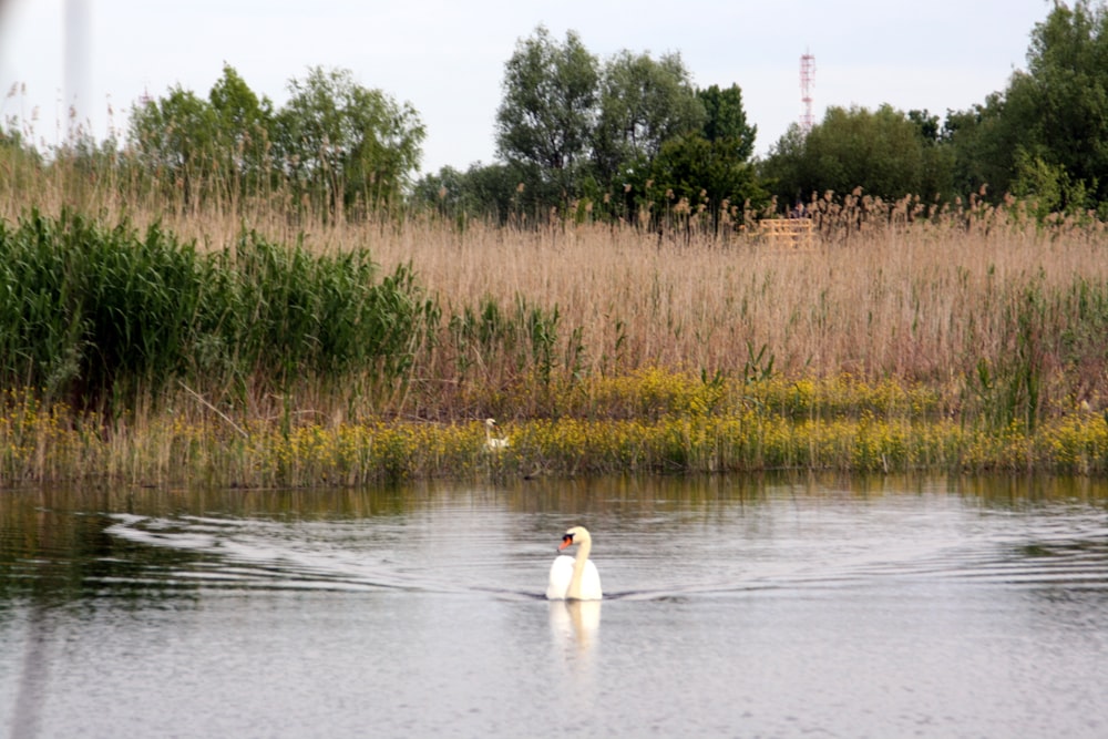 背の高い草の近くの水の中を白鳥が泳いでいます