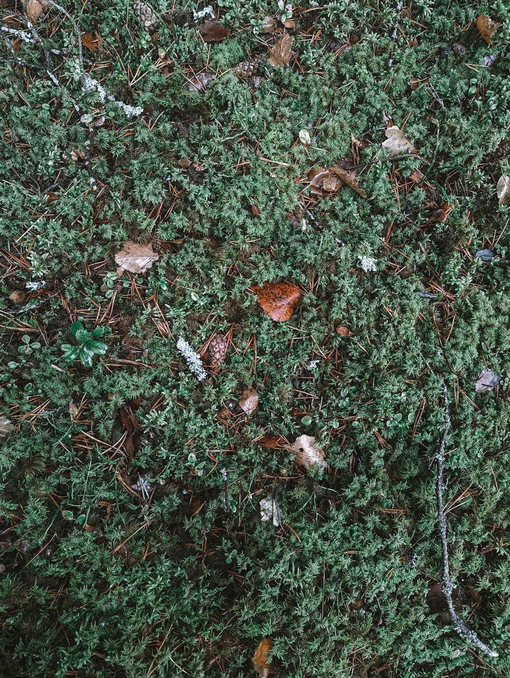 a close up of a patch of grass with leaves on it