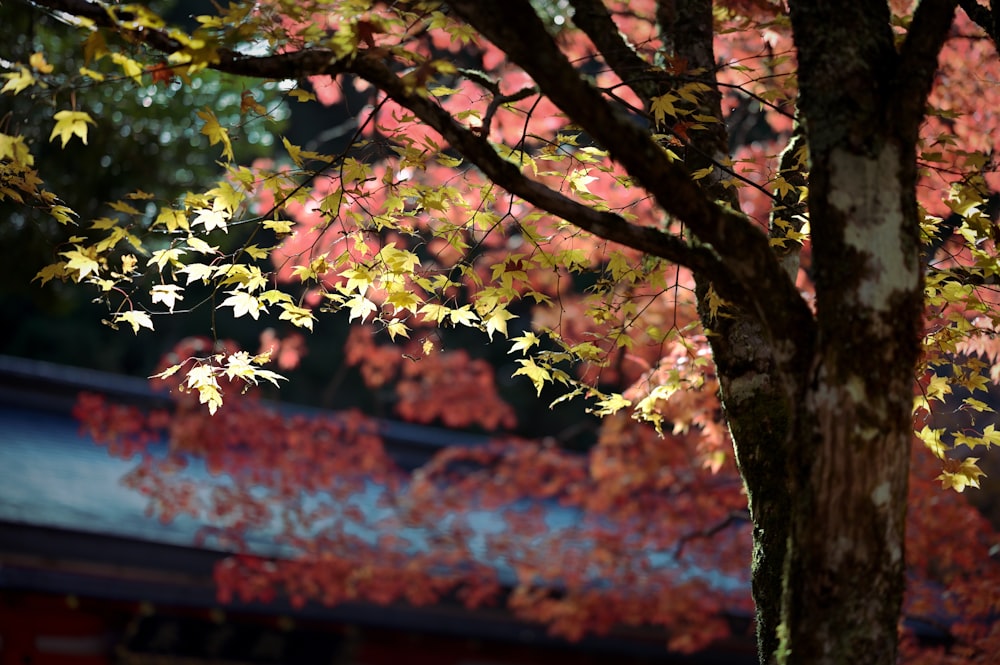 Un árbol con hojas amarillas y rojas frente a un edificio